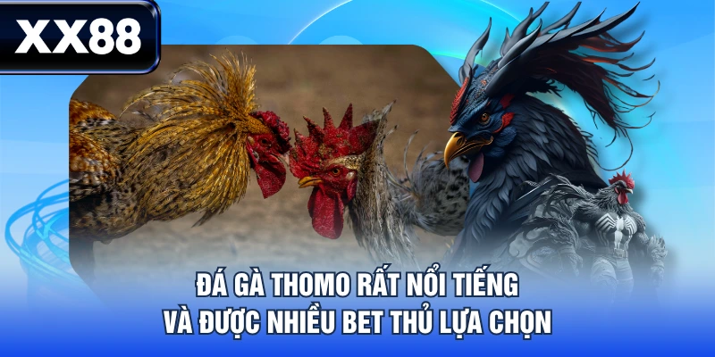 Đá gà Thomo rất nổi tiếng và được nhiều bet thủ lựa chọn